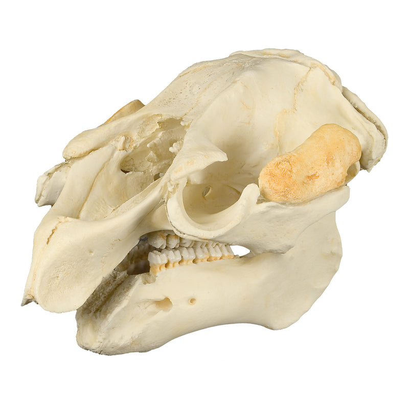 Replica Florida Manatee Skull