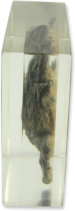 Real Frog in Acrylic Paperweight