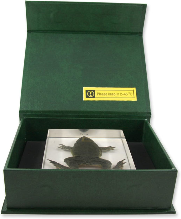 Real Frog in Acrylic Paperweight