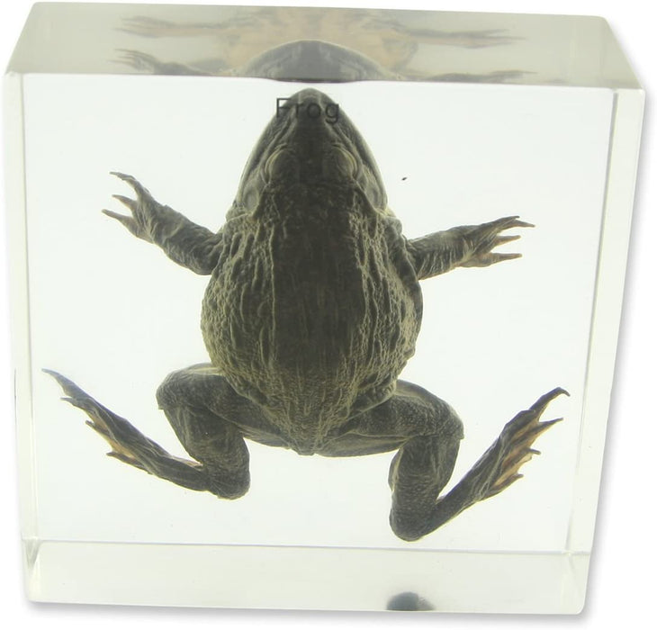 Real Frog in Acrylic Paperweight