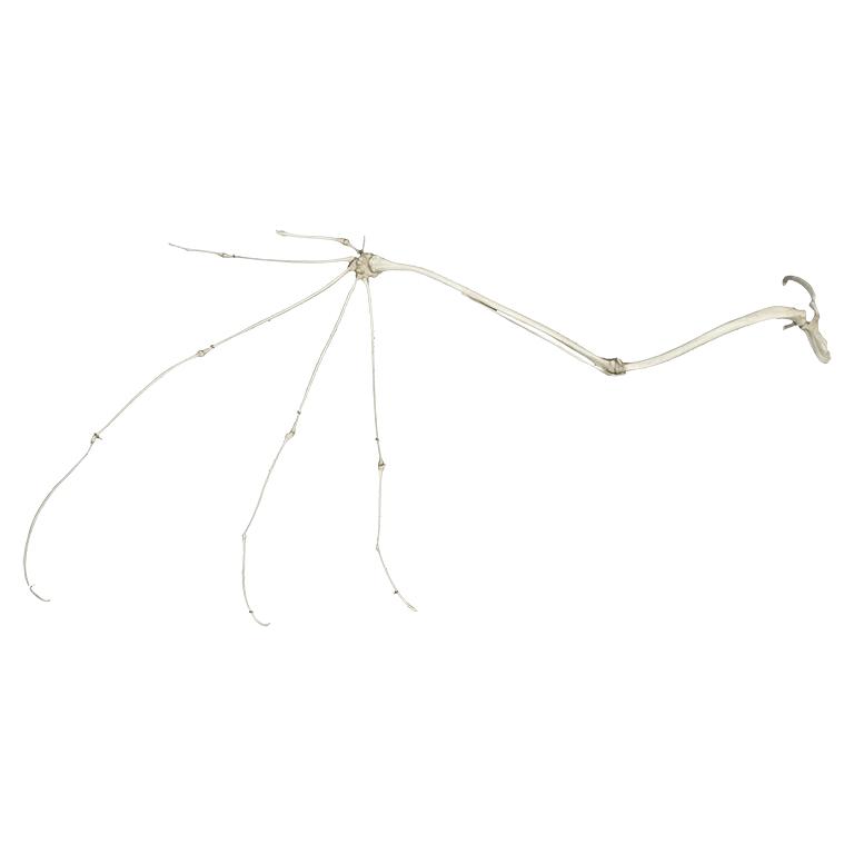 Replica Fruit Bat Wing