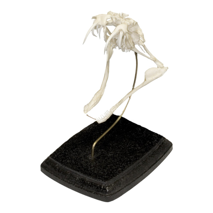 Replica Gaboon Viper Skull For Sale — Skulls Unlimited International, Inc.