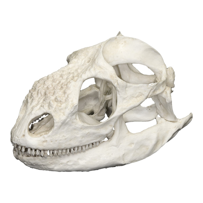 Replica Galapagos Land Iguana Skull