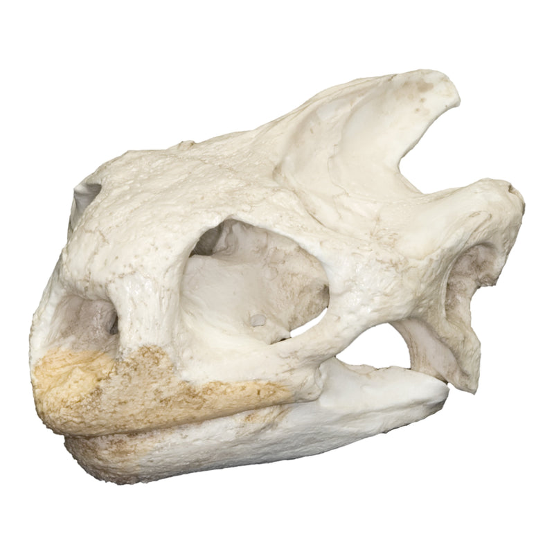 Replica Galápagos Tortoise Skull