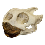 Replica Galápagos Tortoise Skull
