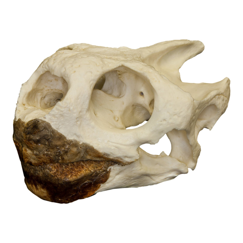 Replica Galápagos Tortoise Skull
