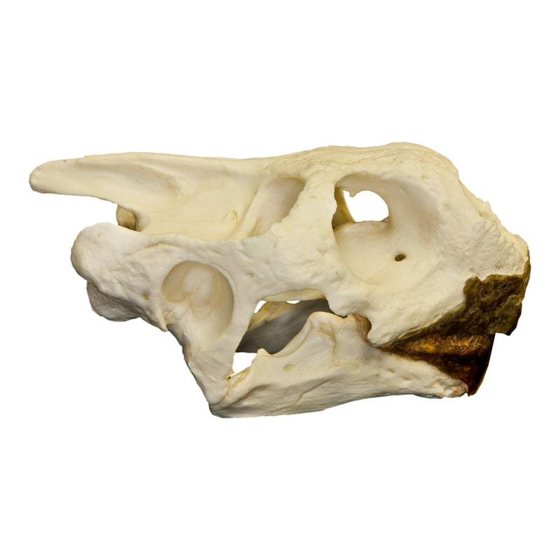 Replica Galápagos Tortoise Skull