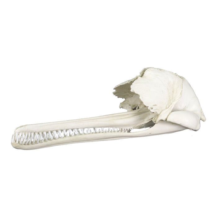 Replica Ganges River Dolphin Skull