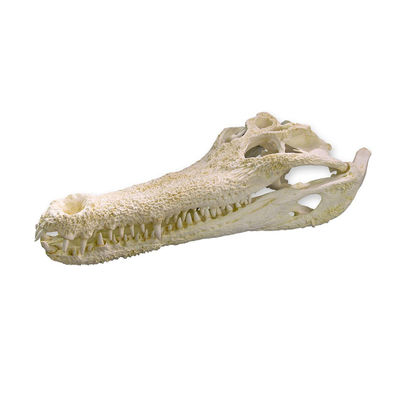 Replica False Gavial Skull (32 in.)