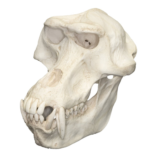 Replica Gelada Baboon Skull