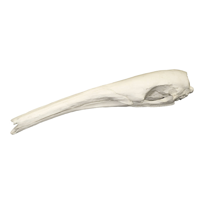 Replica Giant Anteater Skull