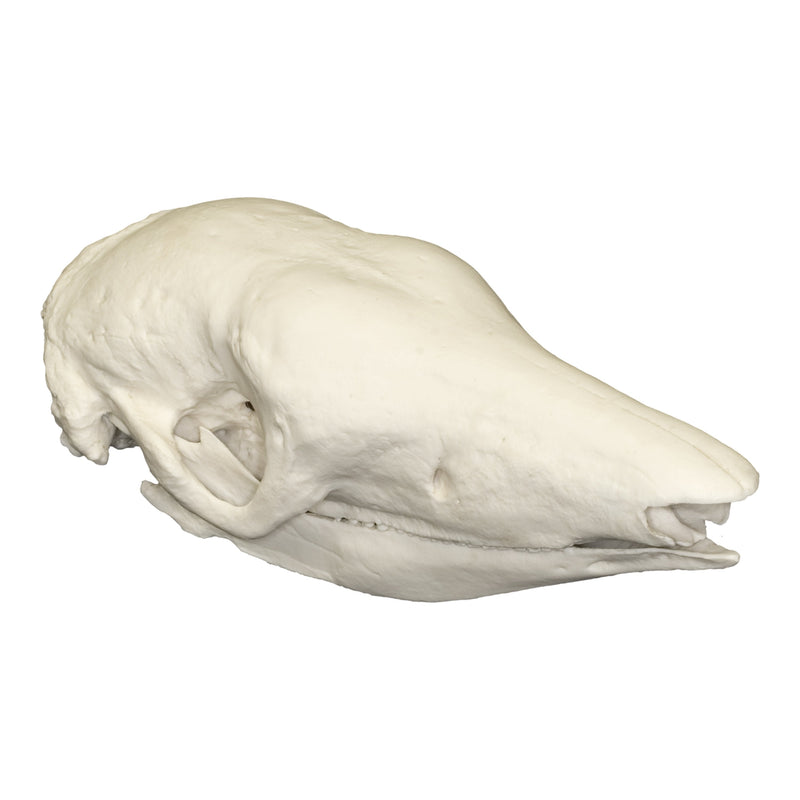 Replica Giant Armadillo Skull