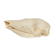 Replica Giant Armadillo Skull