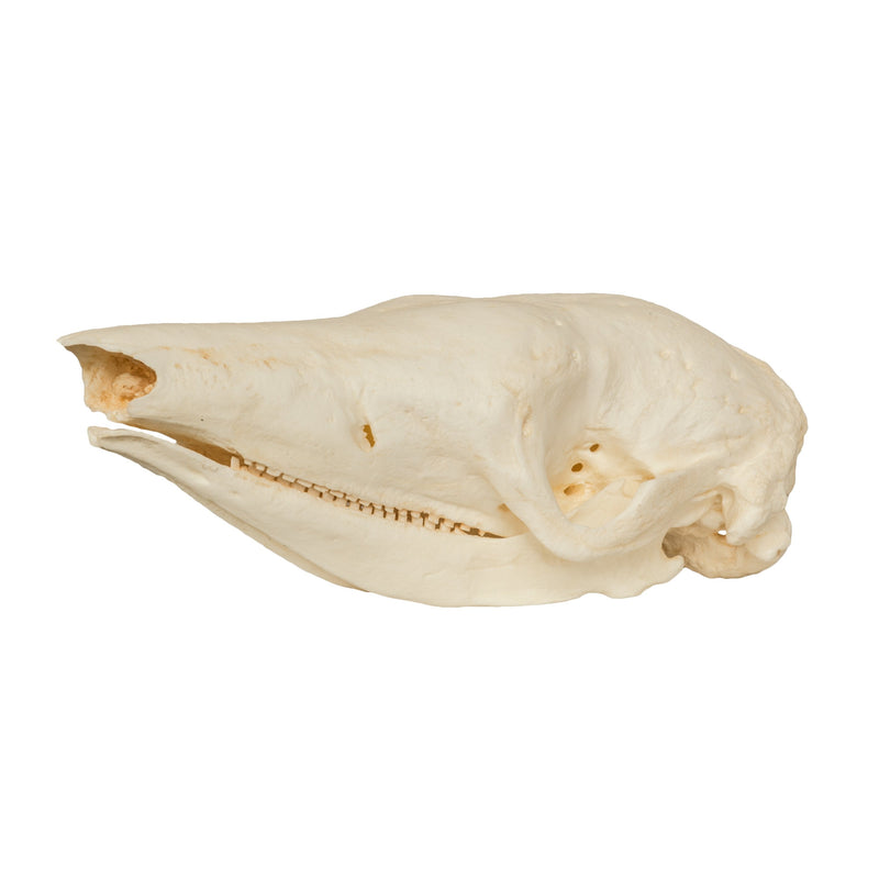 Replica Giant Armadillo Skull