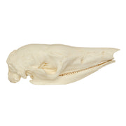 Replica Giant Armadillo Skull