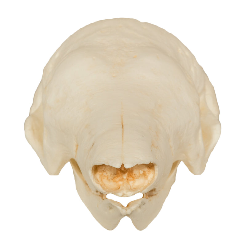 Replica Giant Armadillo Skull