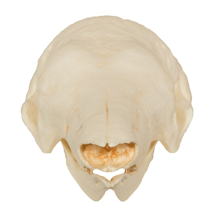 Replica Giant Armadillo Skull