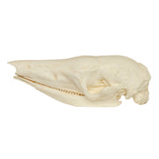 Replica Giant Armadillo Skull