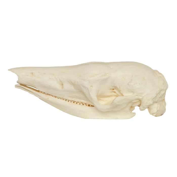 Replica Giant Armadillo Skull