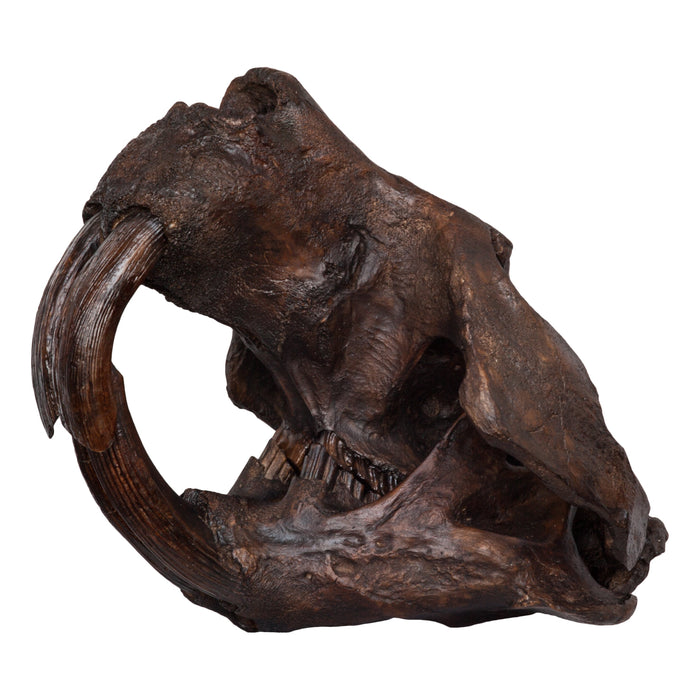 Replica Giant Beaver Skull