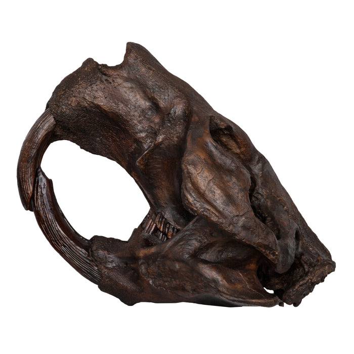 Replica Giant Beaver Skull