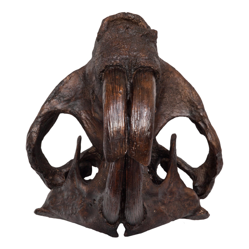 Replica Giant Beaver Skull