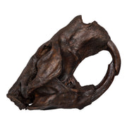 Replica Giant Beaver Skull