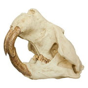 Replica Giant Beaver Skull