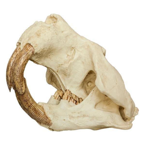Replica Giant Beaver Skull