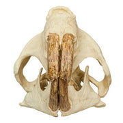 Replica Giant Beaver Skull