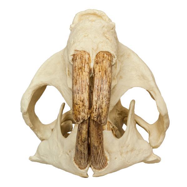 Replica Giant Beaver Skull