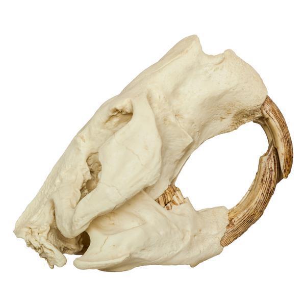 Replica Giant Beaver Skull