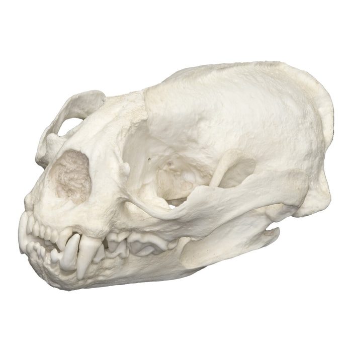 Replica Giant Otter Skull