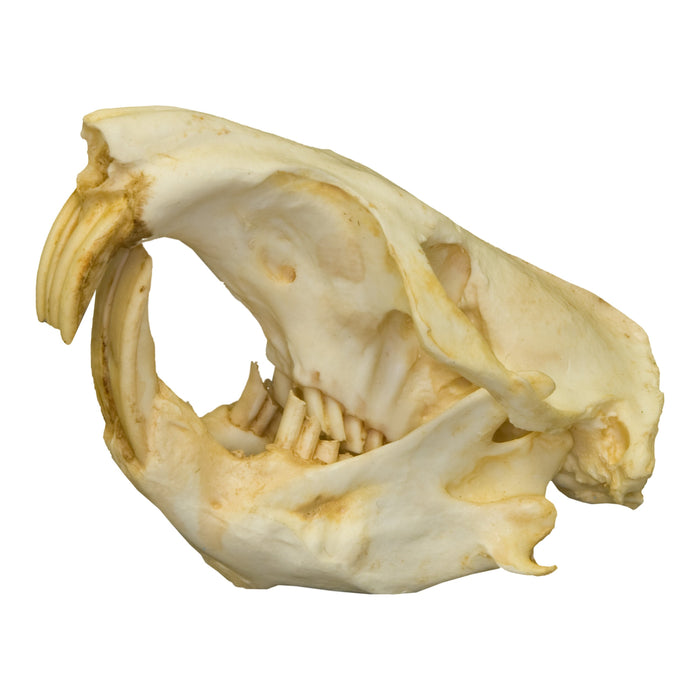 Replica Giant Pocket Gopher Skull
