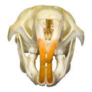 Real Gambian Pouched Rat Skull