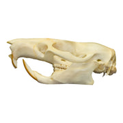 Real Gambian Pouched Rat Skull