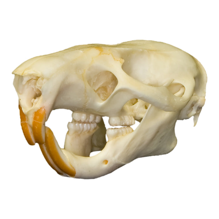 Real Gambian Pouched Rat Skull
