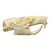 Real Gambian Pouched Rat Skull