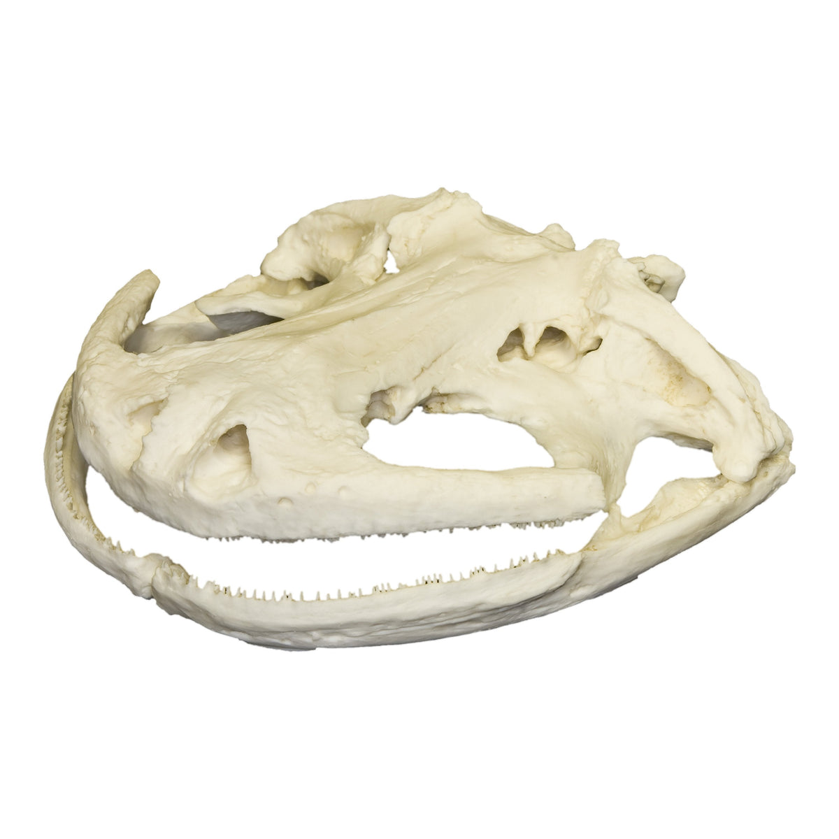 HEAD SALAMANDER サラマンダー 94cm SYMPRO SP10 Replica Giant Salamander Skull For Sale — Skulls Unlimited