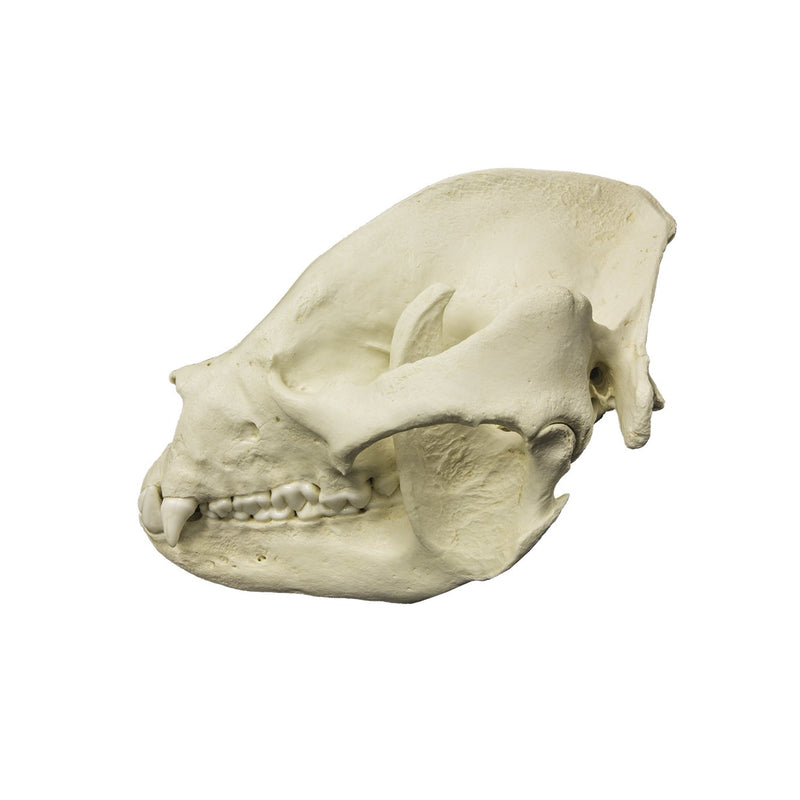 Replica Giant Panda Skull - Adult
