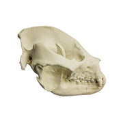 Replica Giant Panda Skull - Adult