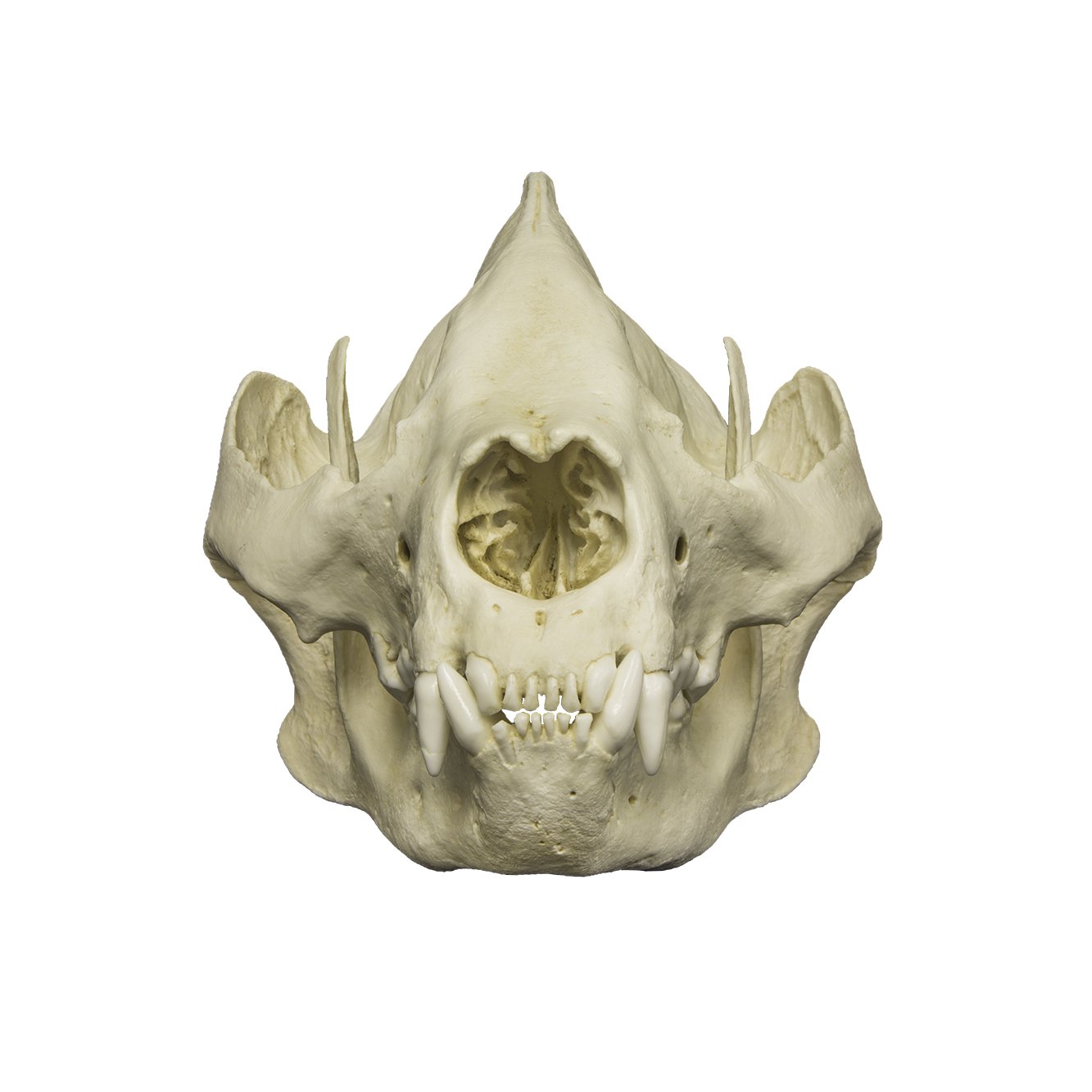 Replica Giant Panda Skull For Sale — Skulls Unlimited