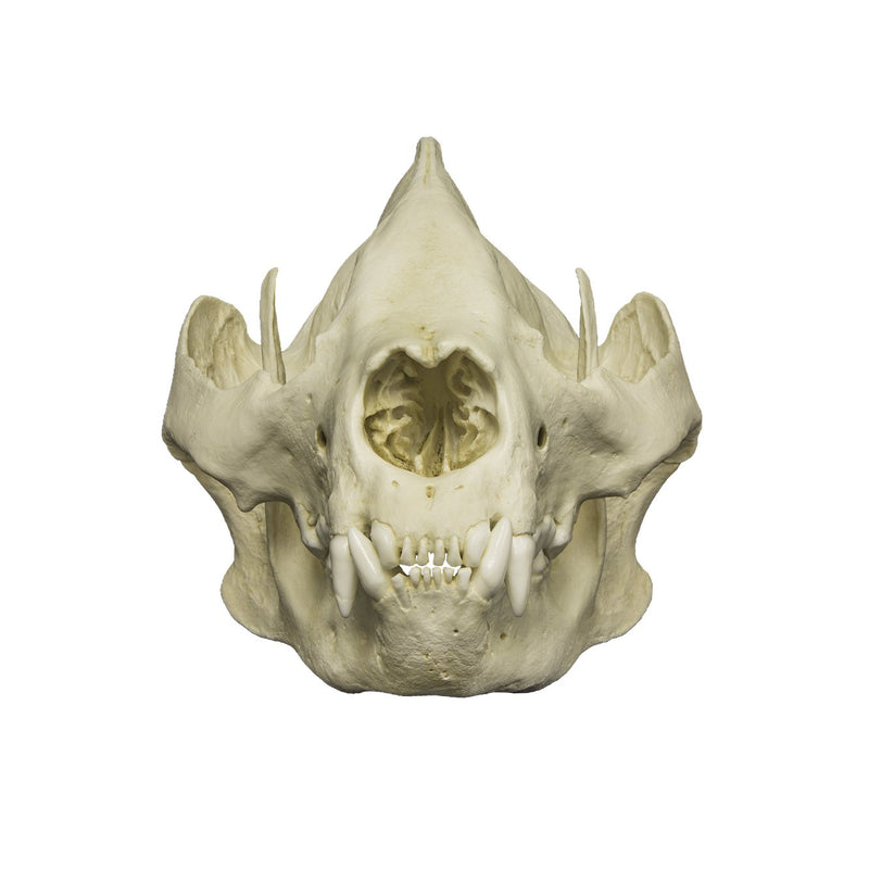 Replica Giant Panda Skull - Adult