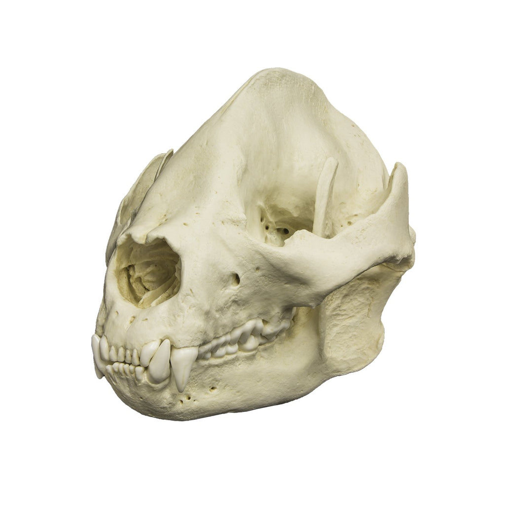 Replica Giant Panda Skull For Sale — Skulls Unlimited