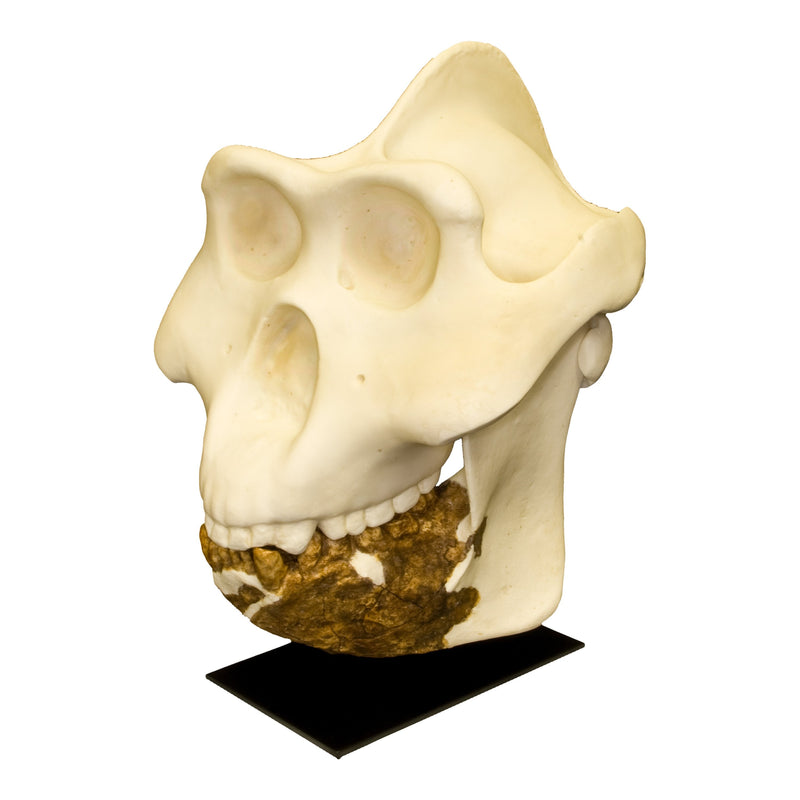 Micropithecus Skull Replica Gigantopithecus Skull For Sale — Skulls Unlimited International ...