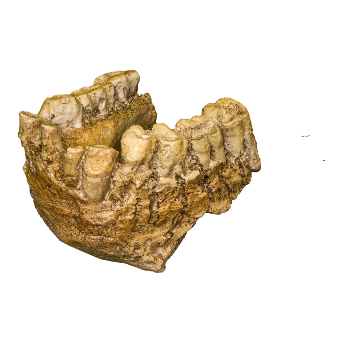Replica Gigantopithecus Jaw