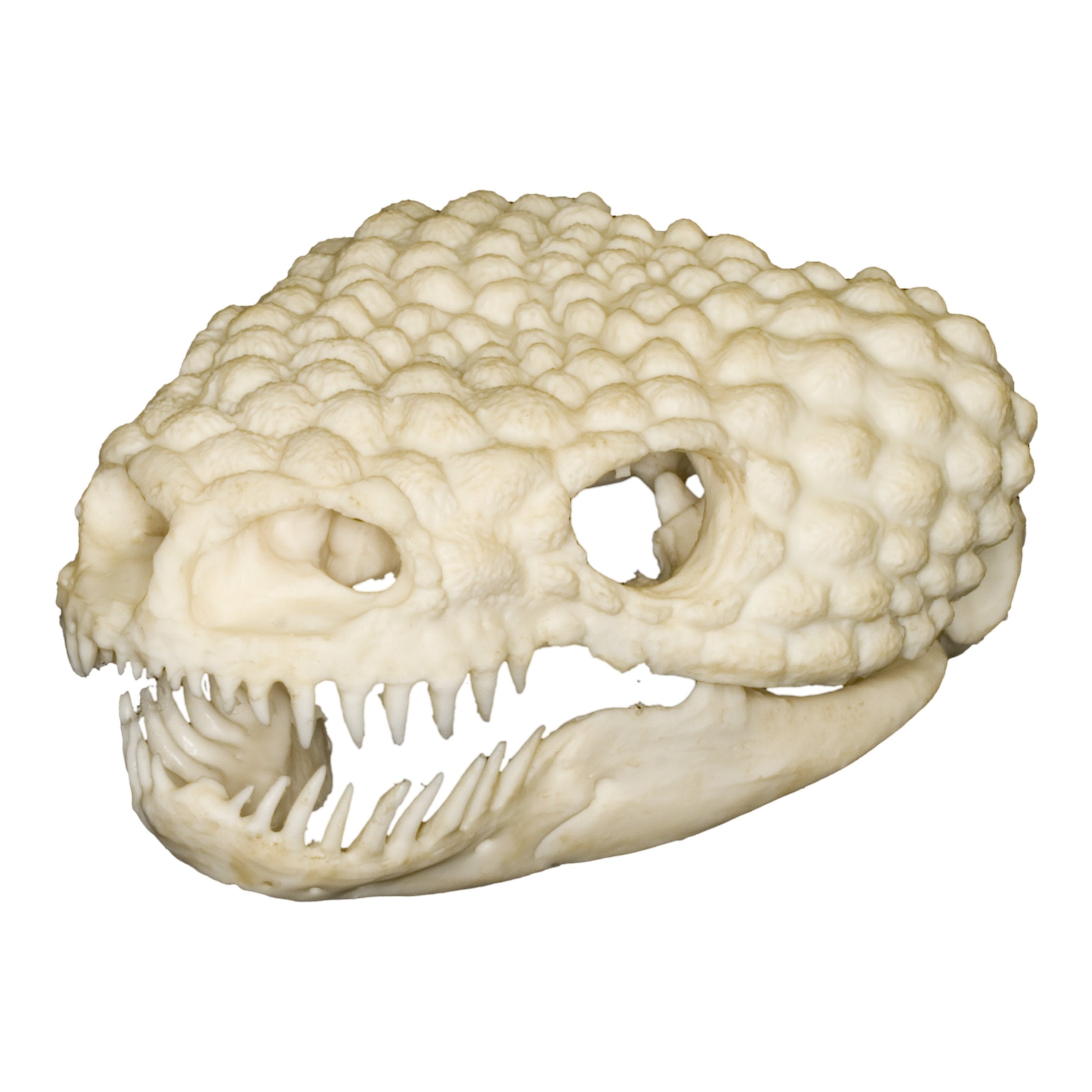 Monster Java Skull Gila Monster Skull