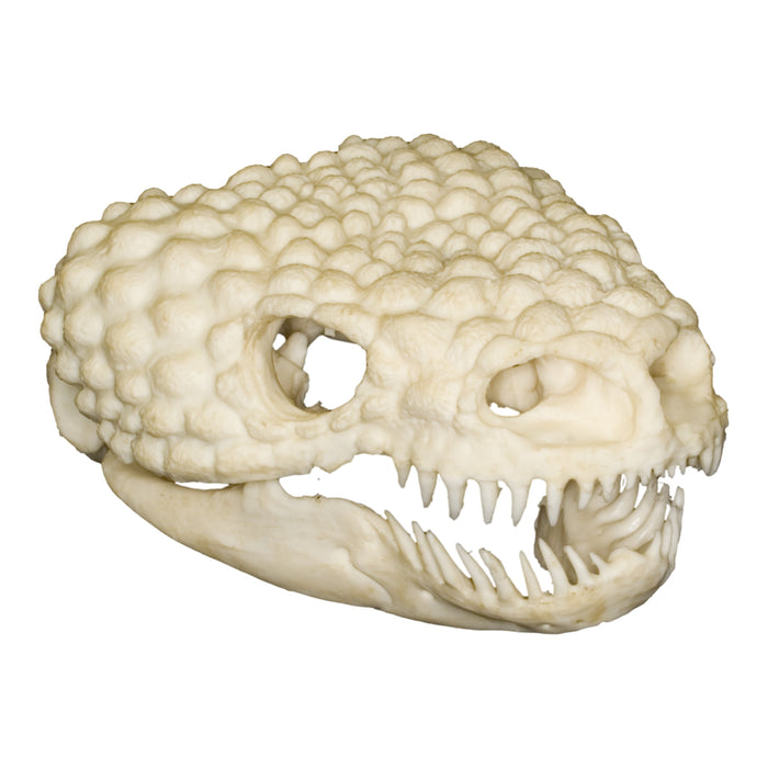 Replica Gila Monster Skull