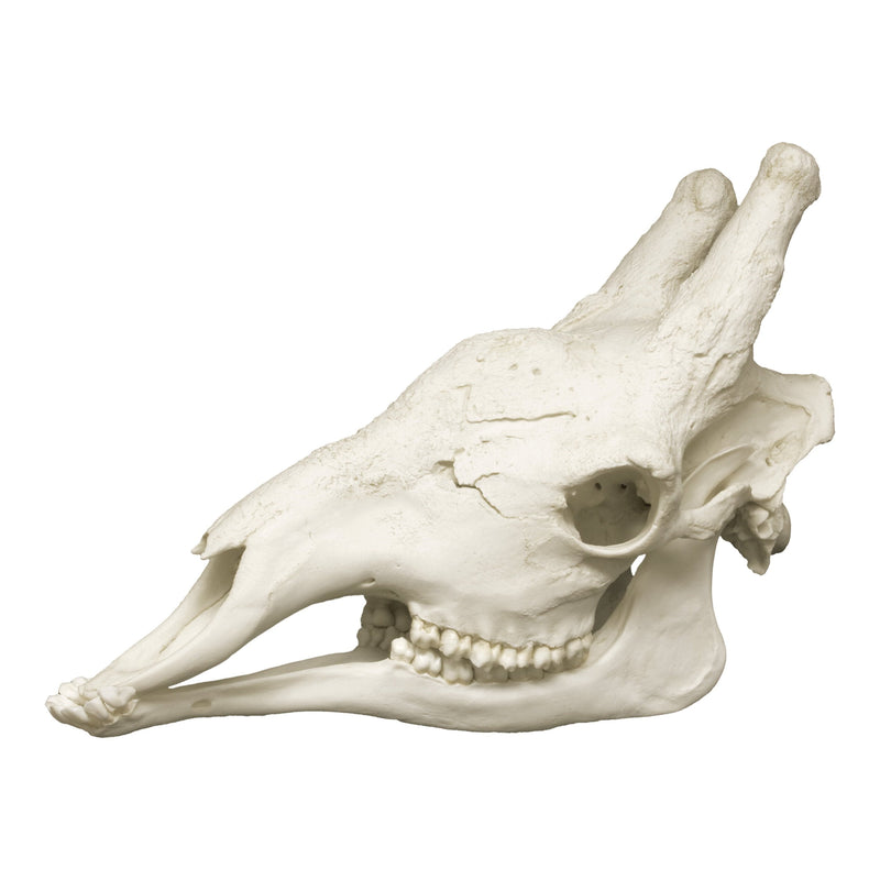 Replica Giraffe Skull - Male