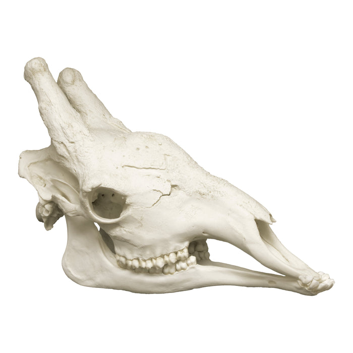 Replica Giraffe Skull